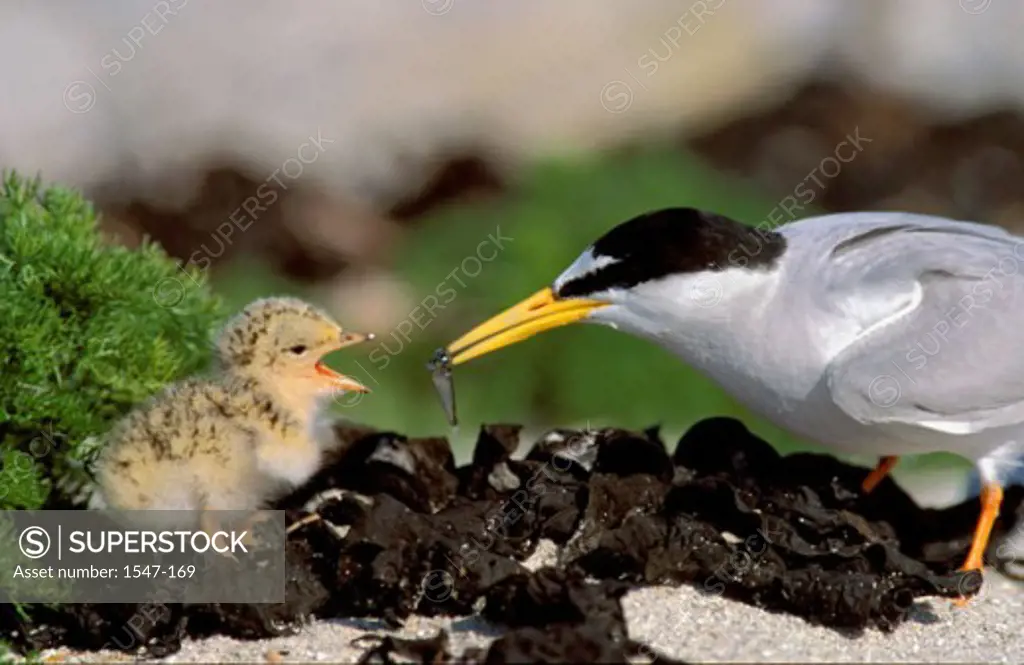 Close-up of a Little Tern feeding a young animal (Sterna albifrons)