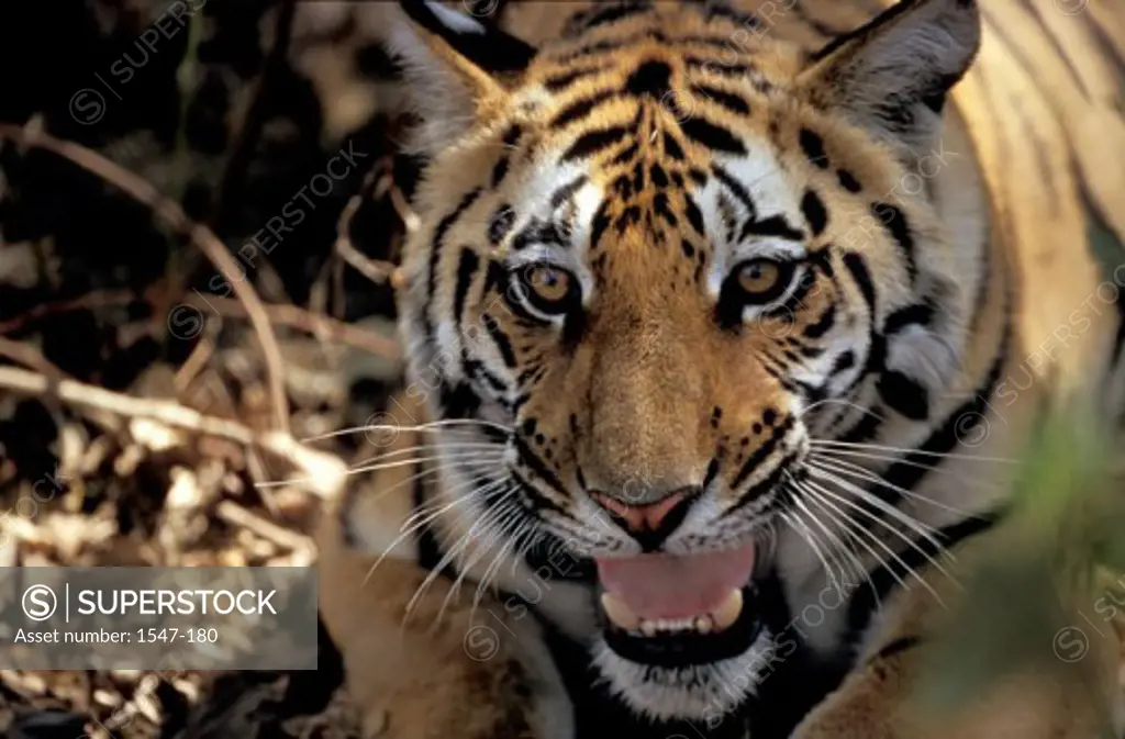 Close-up of a Bengal Tiger (Panthera tigris)