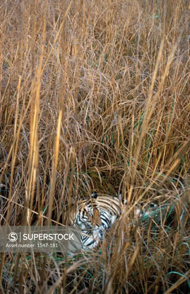 High angle view of a Bengal Tiger lying down (Panthera tigris)