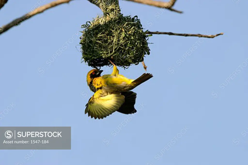 Low angle view of a Spotted-backed Weaver weaving a nest (Ploceus cucullatus)