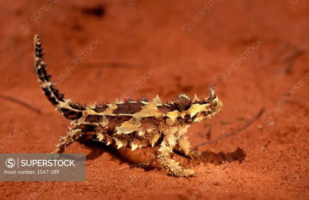 Close-up of a Thorny Devil Lizard on sand (Moloch horridus)