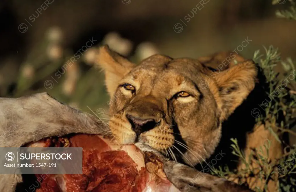 Close-up of a lion eating a dead animal (Panthera leo)