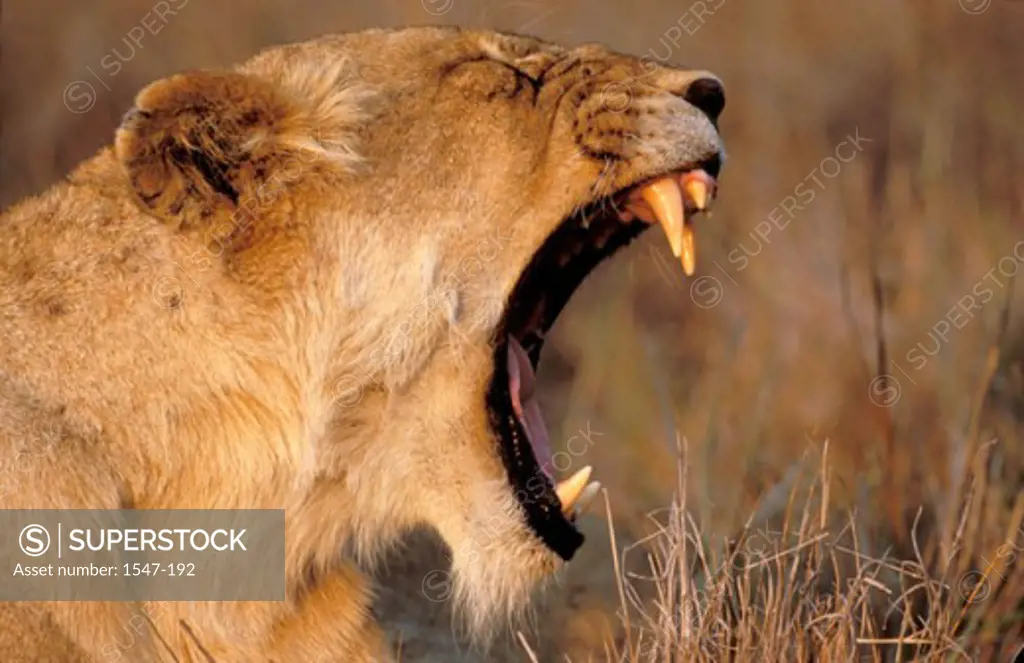 Close-up of a lion yawning (Panthera leo)