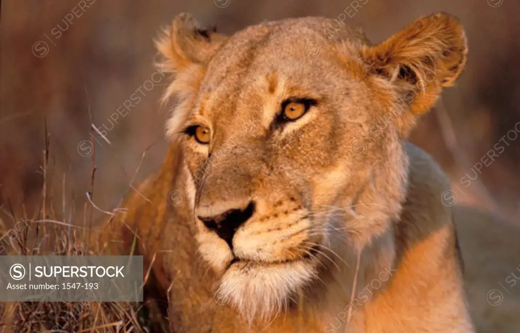 Close-up of a lion (Panthera leo)