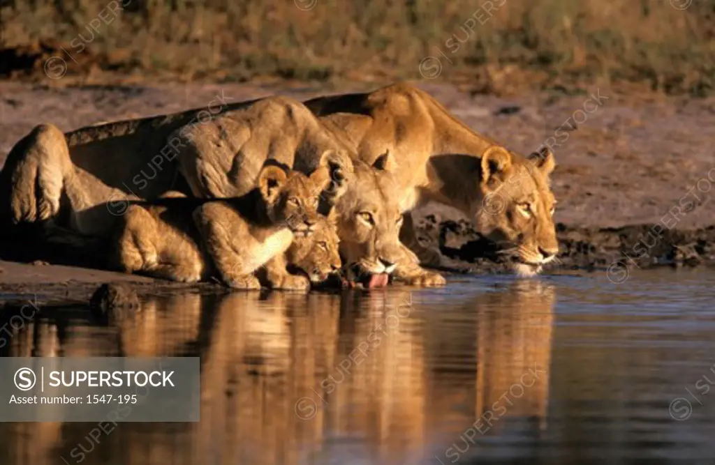 Four lions drinking water (Panthera leo)