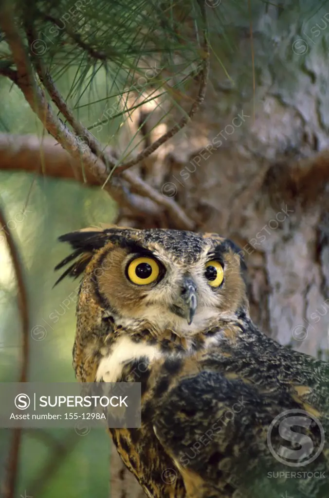 Close-up of a Great horned owl (Bubo virginianus)