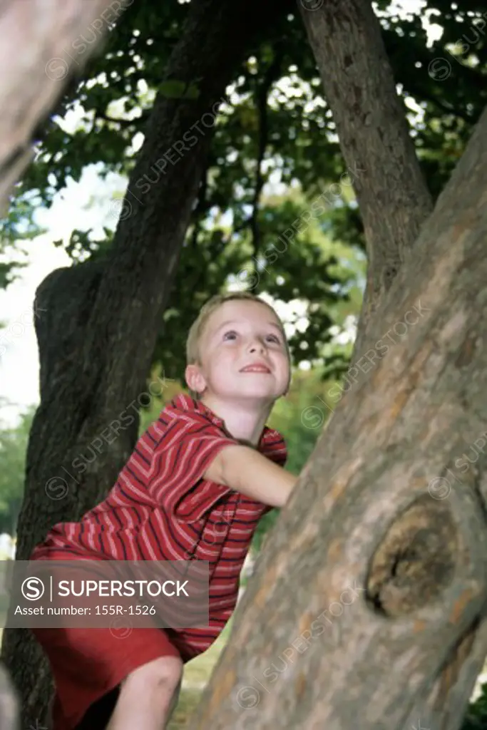 Boy climbing a tree