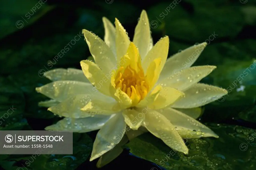 Close-up of a water lily