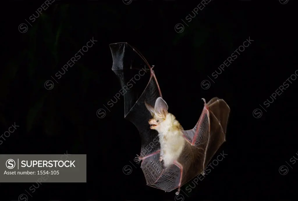 Close-up of a Pallid Bat flying (Antrozous pallidus)