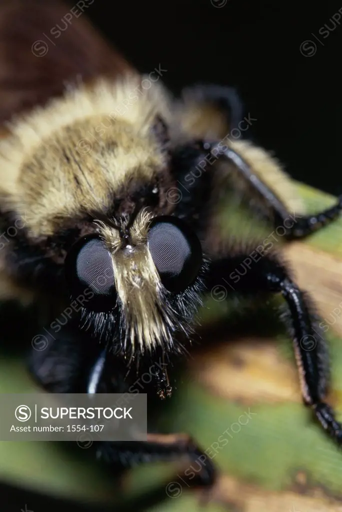 Close-up of a Robber Fly