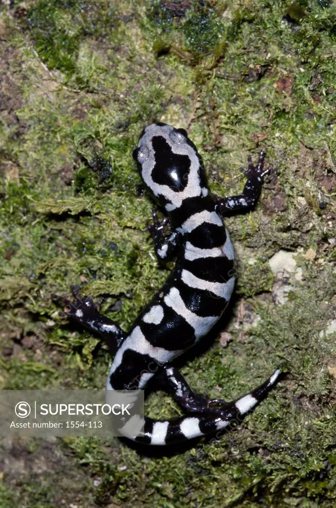 High angle view of a Marbled Salamander on rock (Ambystoma opacum)