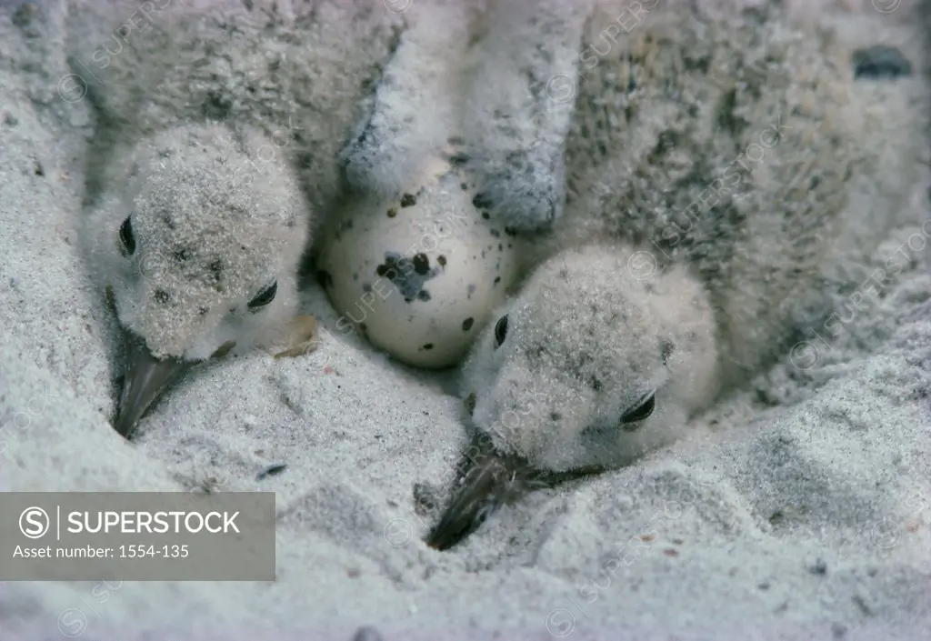 Close-up of two young Black Skimmers with an egg in a nest (Rynchops niger)