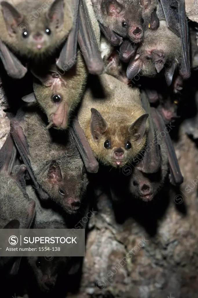 Close-up of Lesser Long-nosed Bats (Leptonycteris yerbabuenae)