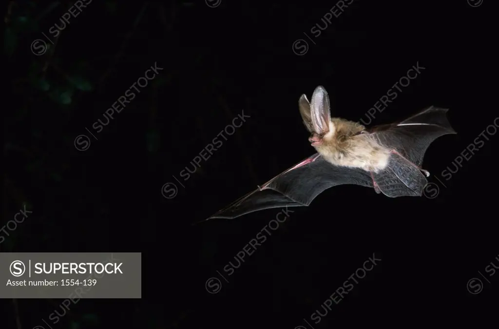 Low angle view of a Townsend's Big-eared Bat flying at night (Corynorhinus townsendii)