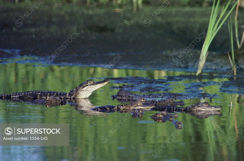 Group of American Alligators in water (Alligator Mississipiensis)