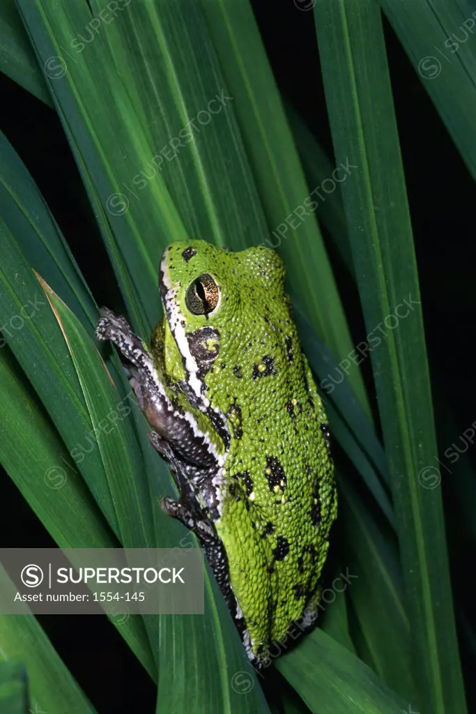 Close-up of a Barking Tree Frog resting on a leaf (Hyla gratiosa)