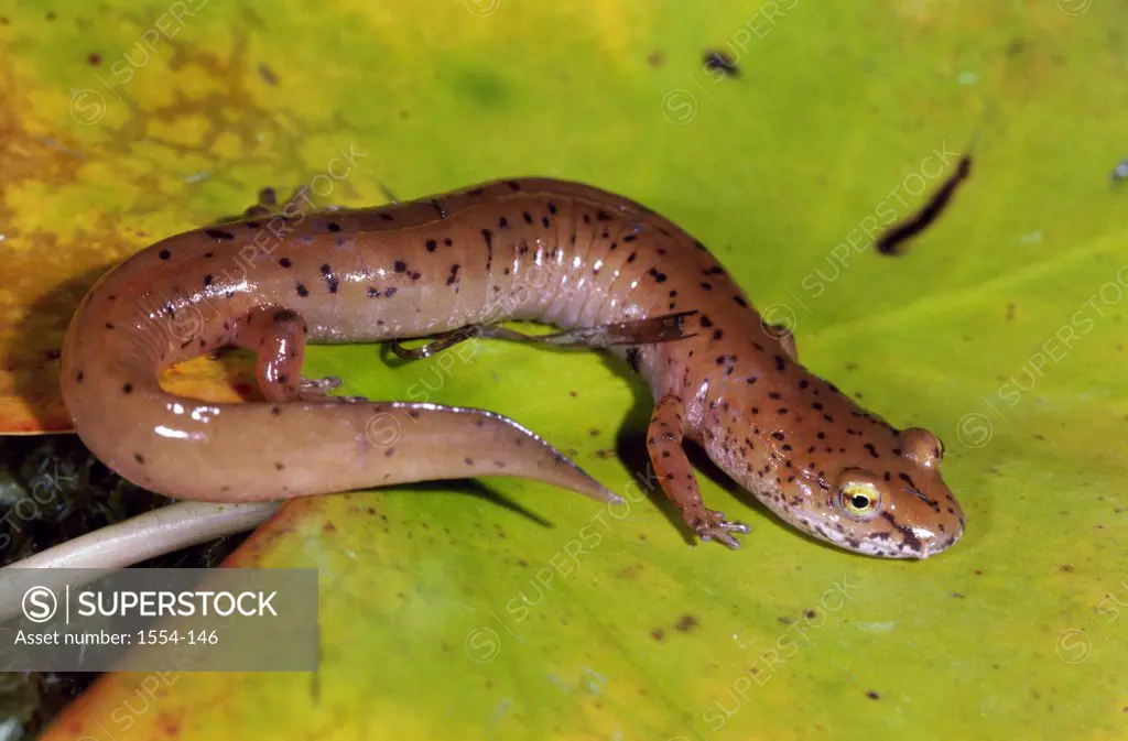 Close-up of a Northern Spring Salamander on a leaf (Gyrinophilus porphyriticus porphyriticus)
