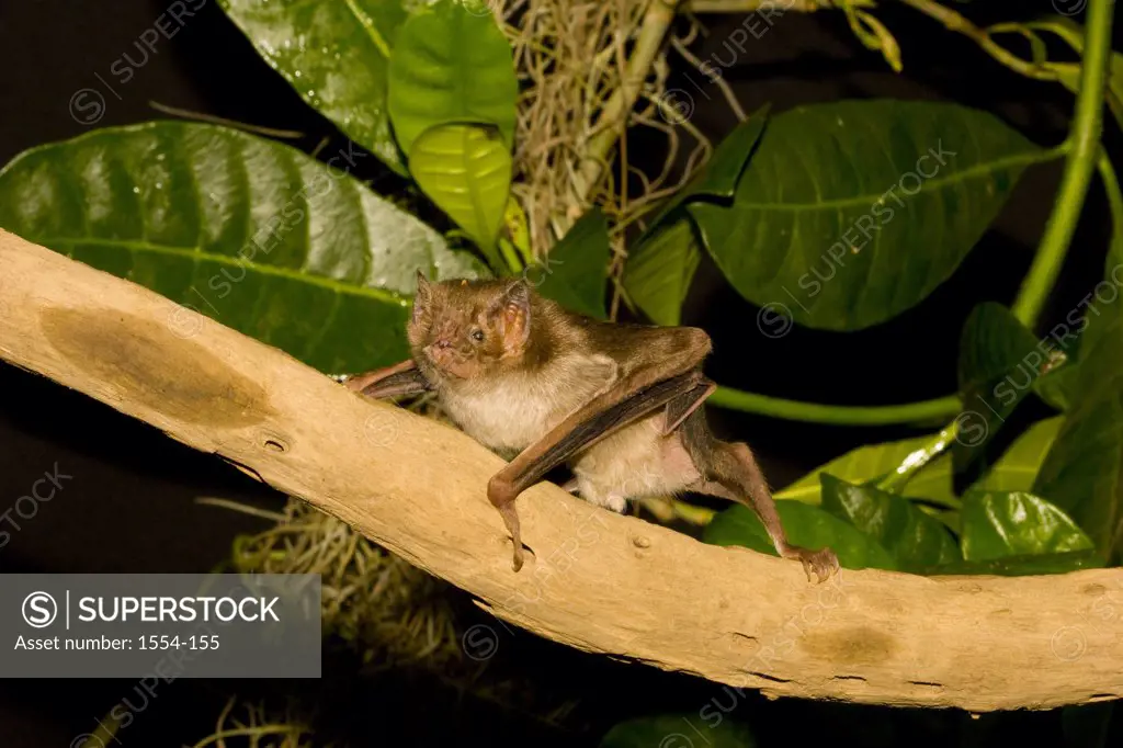 Common Vampire bat (Desmodus rotundus) perching on a tree branch