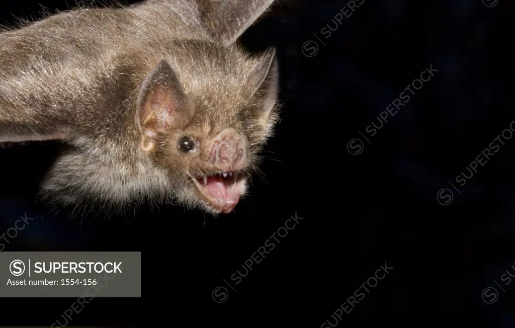 Close-up of a Common Vampire bat (Desmodus rotundus) flying
