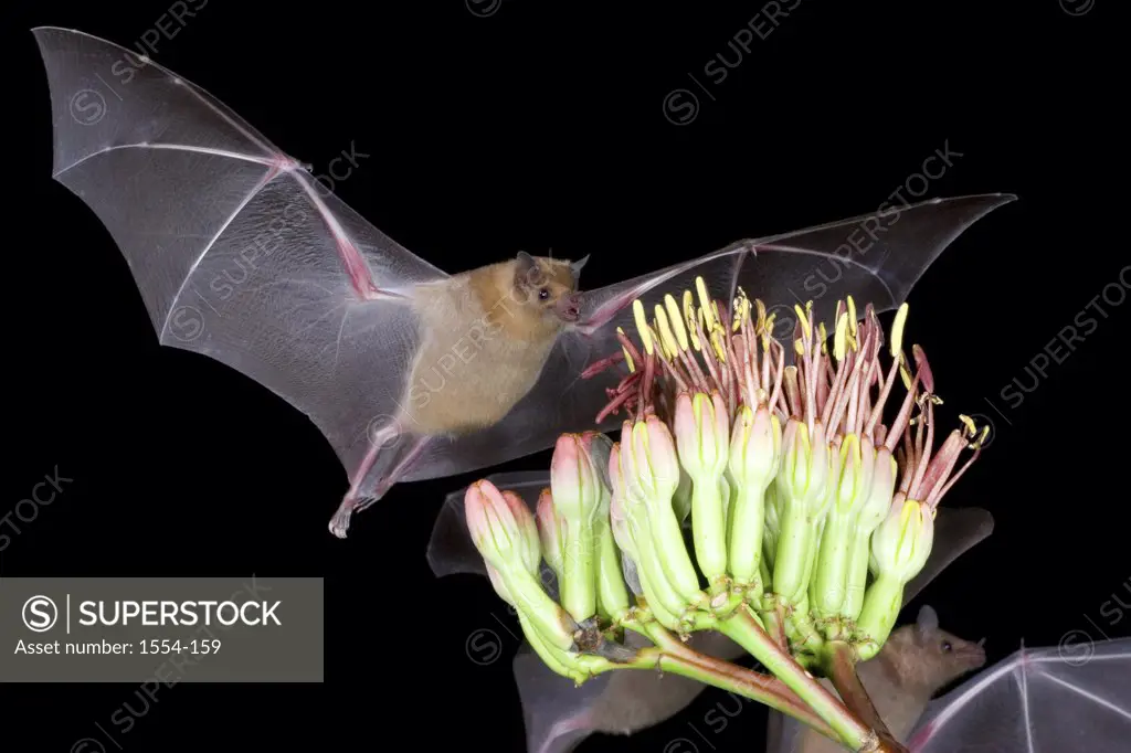 Lesser Long-Nosed bats (Leptonycteris yerbabuenae) flying over an agave plant, Arizona, USA