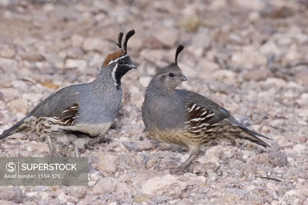 Pair of Gambel's quails (Callipepla gambelii), Arizona, USA