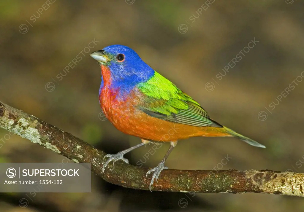 Close-up of a Painted bunting (Passerina ciris) perching on a branch