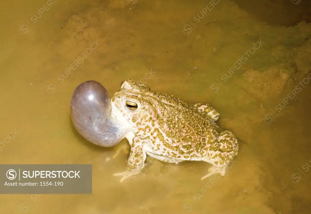 High angle view of a Great Plains toad (Bufo cognatus) calling, Arizona, USA