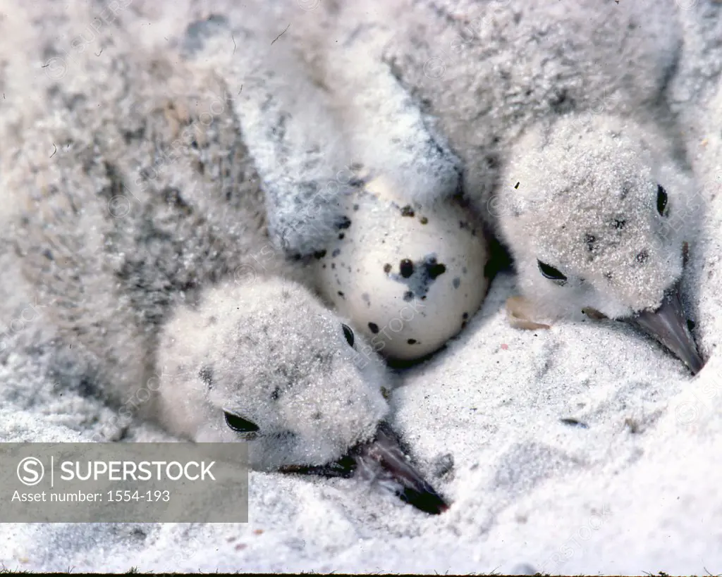 Close-up of two Black skimmer hatchlings (Rynchops niger) with an egg in a nest