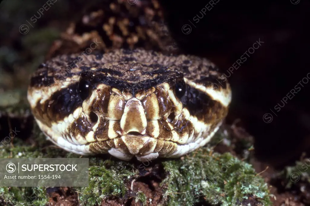 Close-up of an Eastern Diamondback rattlesnake (Crotalus adamanteus)