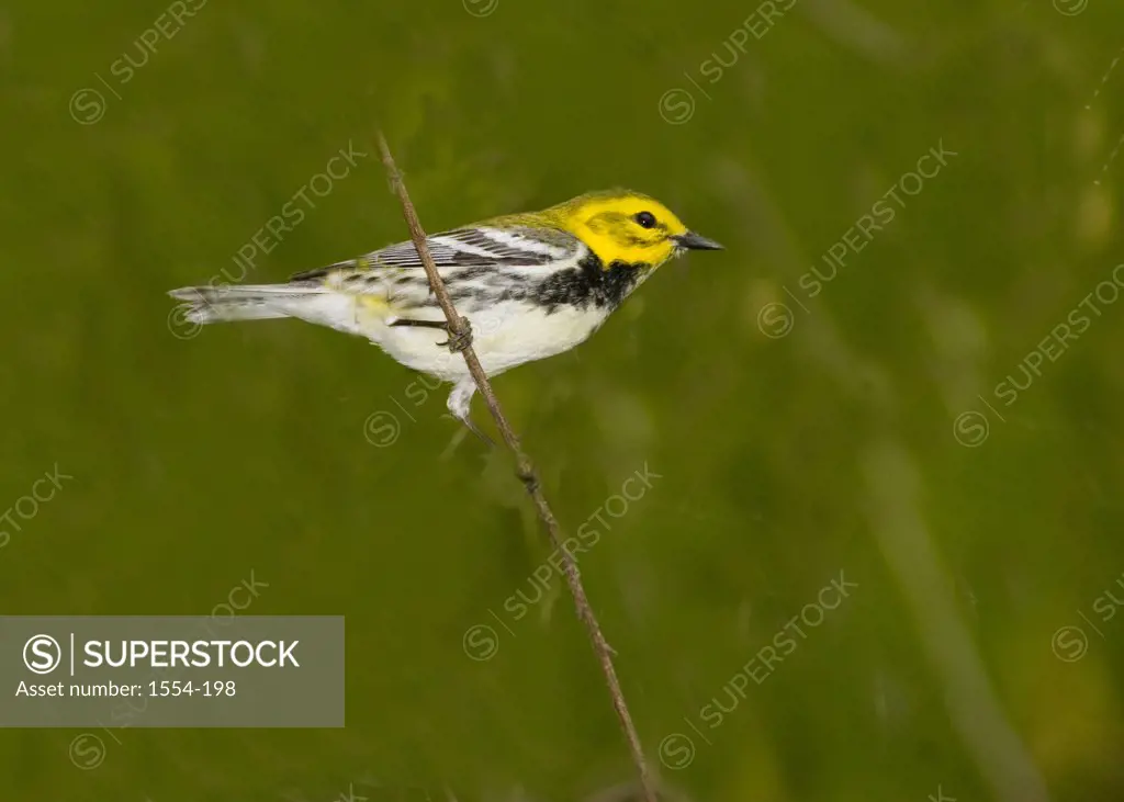 Black-Throated Green warbler (Dendroica virens) perching on a twig, High Island, Texas, USA