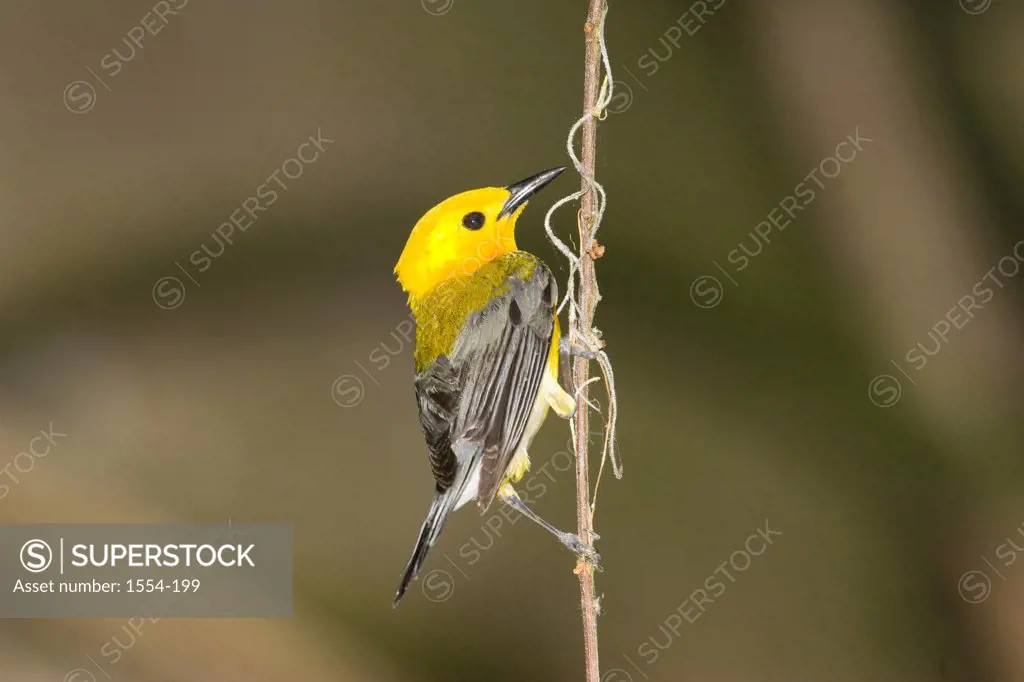 Close-up of a Prothonotary warbler (Protonotaria citrea) perching on a branch