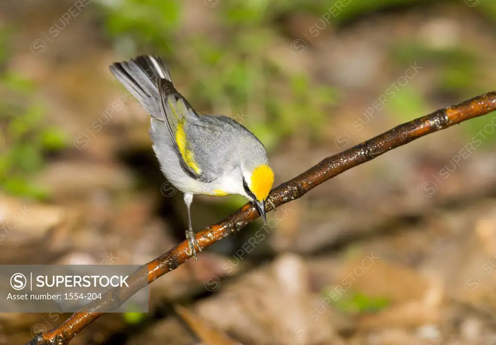 Close-up of a Golden-Winged warbler (Vermivora chrysoptera) perching on a branch