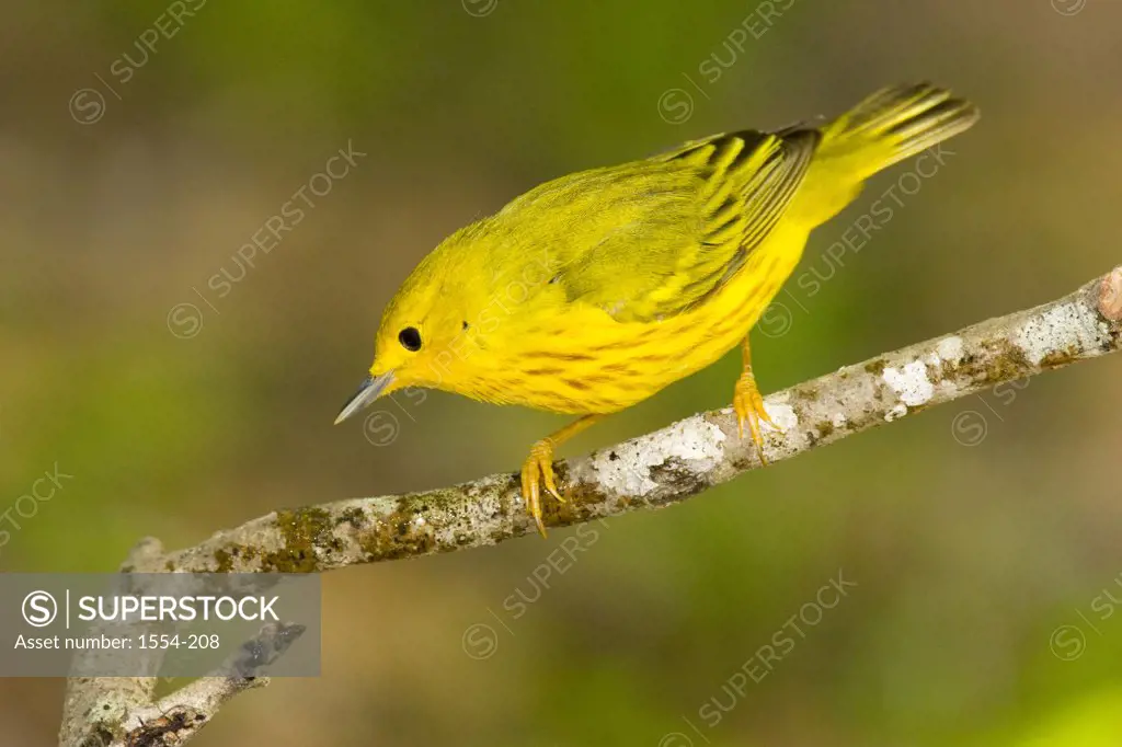 Close-up of a Yellow warbler (Dendroica petechia) perching on a branch
