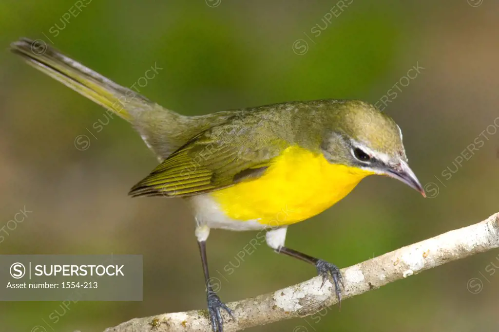 Close-up of a Yellow-Breasted Chat (Icteria virens) perching on a branch