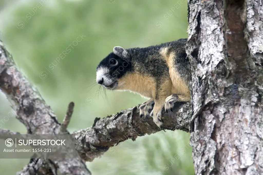 Fox squirrel (Sciurus niger) on a tree, Jacksonville, Florida, USA