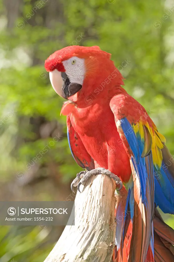 Close-up of a Scarlet macaw (Ara macao) perching on a tree stump