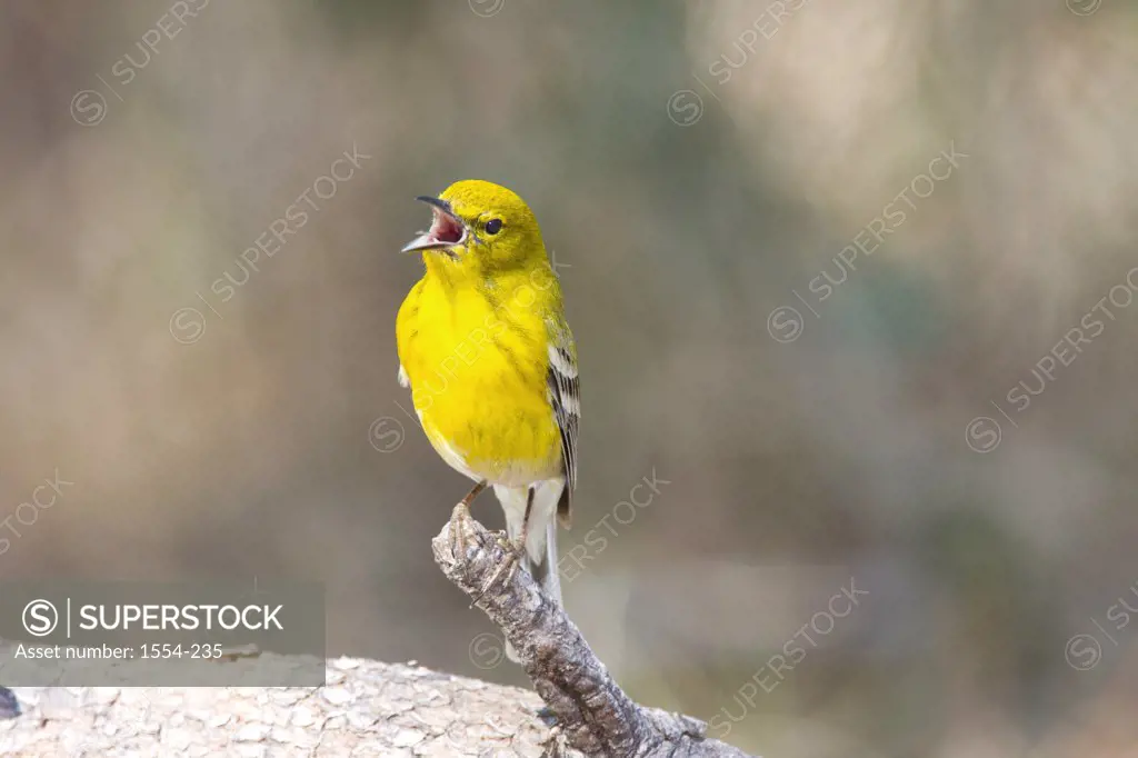 Yellow-Breasted chat (Icteria virens) calling