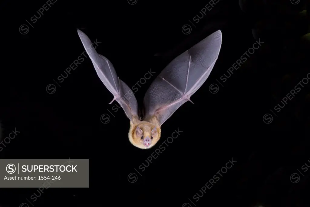 Davy's Naked-Backed bat (Pteronotus davyi) in flight