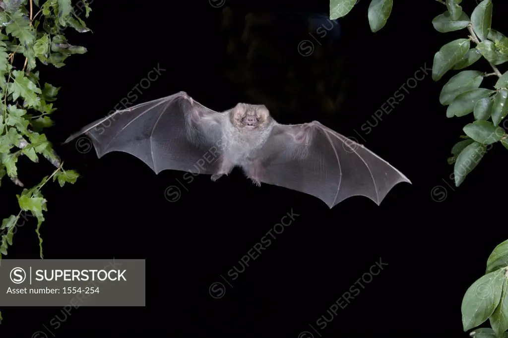 Hairy-Legged Vampire bat (Diphylla ecaudata) in flight, Mexico