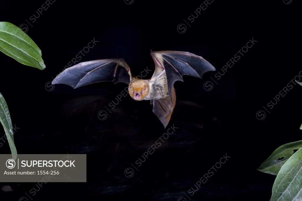 Western Red bat (Lasiurus blossevillii) in flight, Mexico