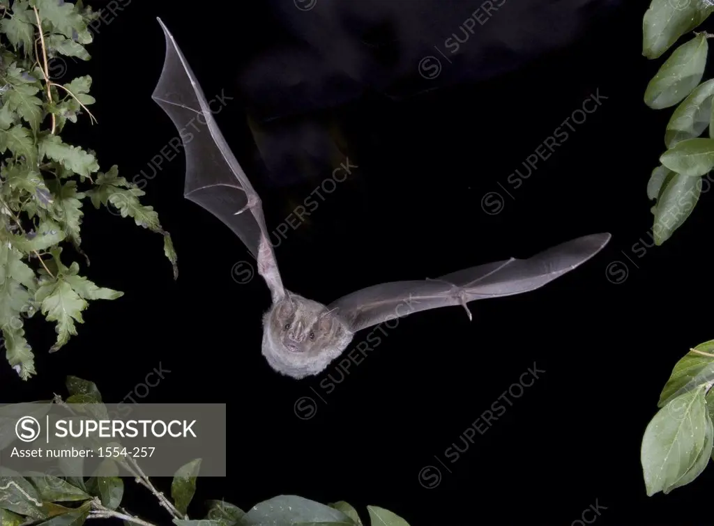 Black-Winged Little Yellow bat (Rhogeessa tumida) in flight, Mexico