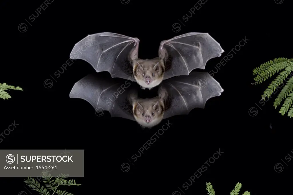 Highland Yellow-Shouldered Bat (Sturnira ludovici) in flight, Tamaulipas, Mexico
