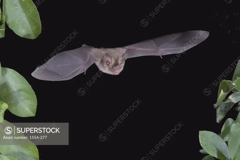 Little Big-Eared bat ( Micronycteris megalotis) flying at night