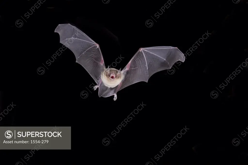 Little Big-Eared bat ( Micronycteris megalotis) flying at night, Tamaulipas, Mexico