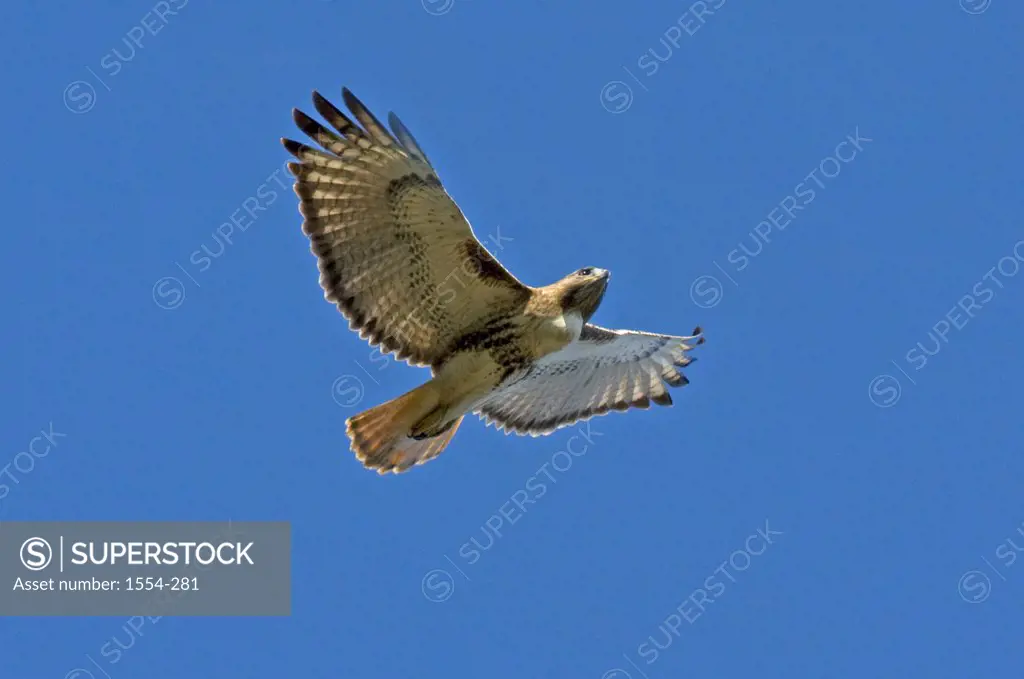 Red-Tailed hawk ( Buteo jamaicensis) flying in the sky, Florida, USA