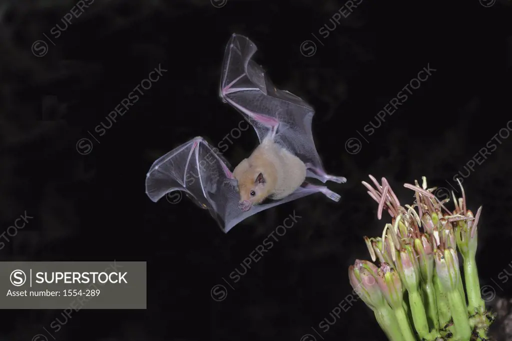 Lesser Long-Nosed bat (Leptonycteris curasoae) flying at night, Arizona, USA