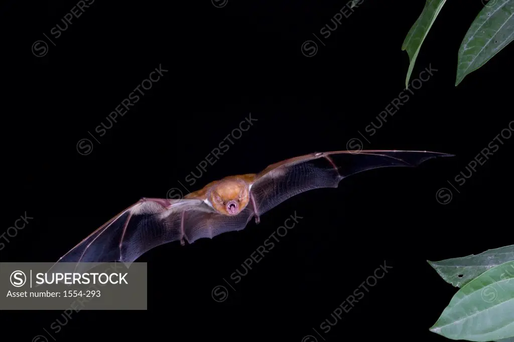 Western Red bat (Lasiurus blossevillii) flying at night, Tamaulipas, Mexico