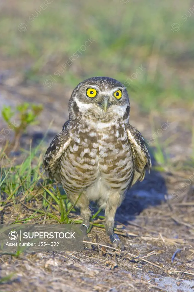 Burrowing owl (Speotyto cunicularia) in a field, Florida, USA