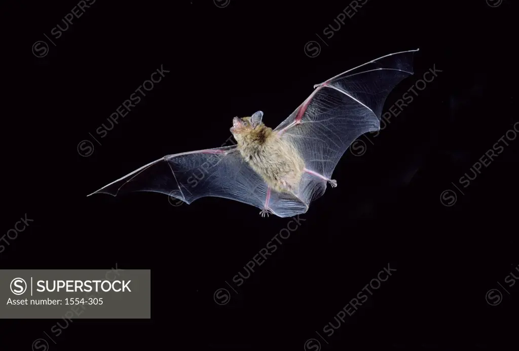 Big Brown bat (Eptesicus fuscus) flying at night, Florida, USA