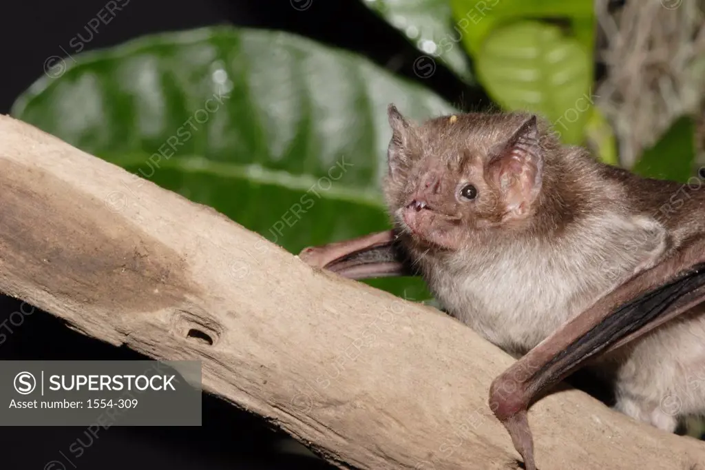 Common Vampire bat (Desmodus rotundus) on a branch, Sonora, Mexico